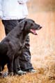 Payton and Sammie - 2013 National Open - Test Dog